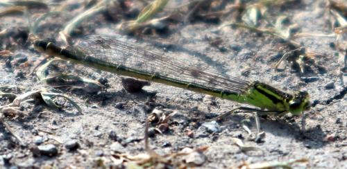 Réf. 183 836 : Ischnura elegans